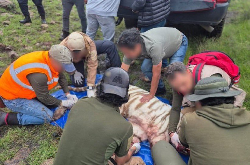 Muere el tigre Kenzo tras operativo de rescate en el Estado de México