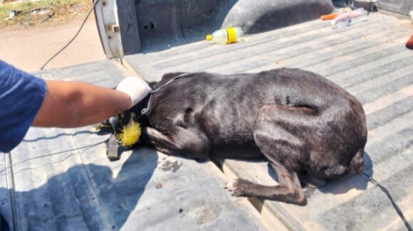 Operativo en Navojoa logra rescate de perro en estado de abandono; la FGJES busca a los dueños
