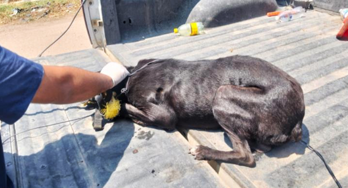 Operativo en Navojoa logra rescate de perro en estado de abandono; la FGJES busca a los dueños