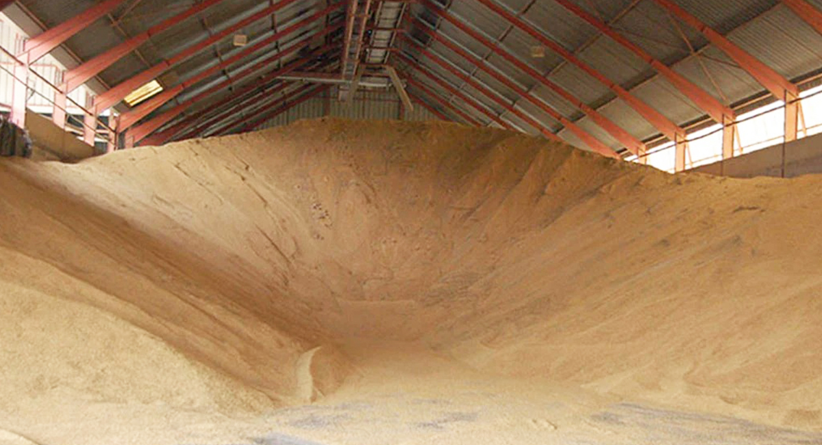Persiste trigo del Valle del Yaqui sin vender; productores exigen certeza en comercialización