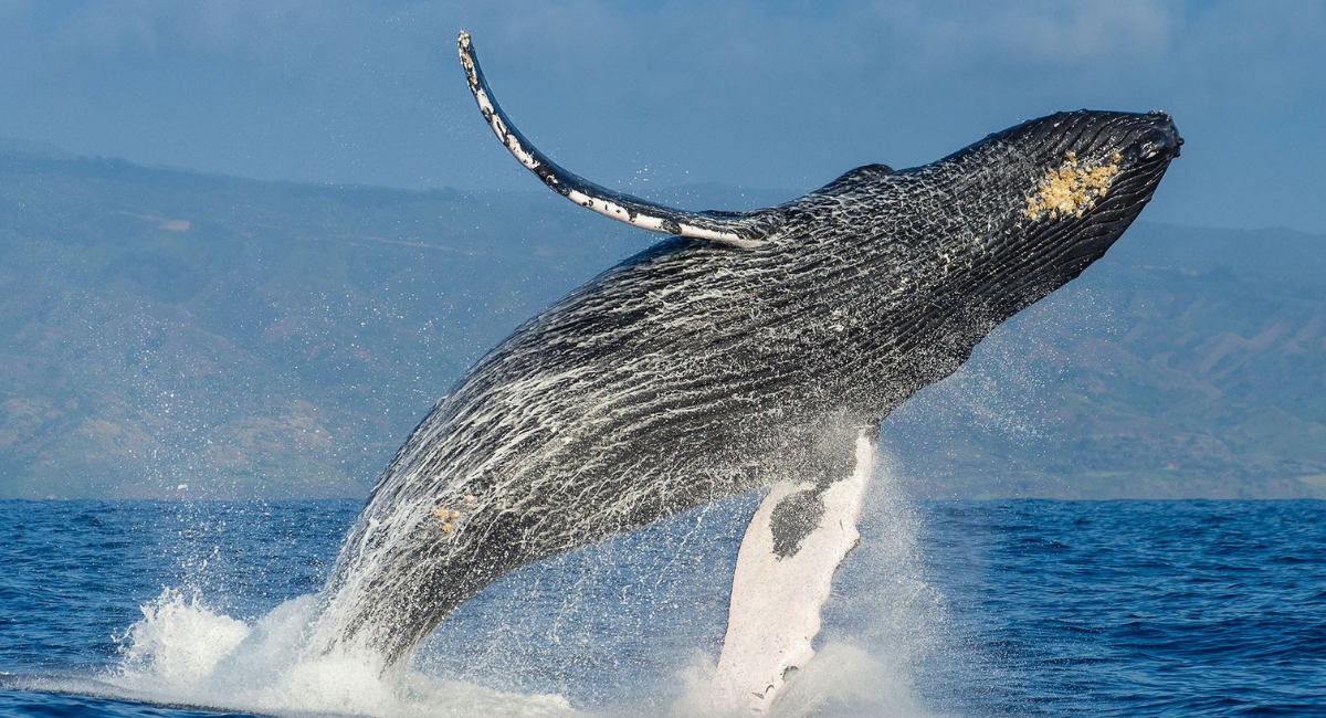 Profepa libera a ballena jorobada atrapada en red de nylon en Baja California Sur