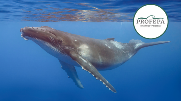 Profepa libera a ballena jorobada atrapada en red de nylon en Baja California Sur