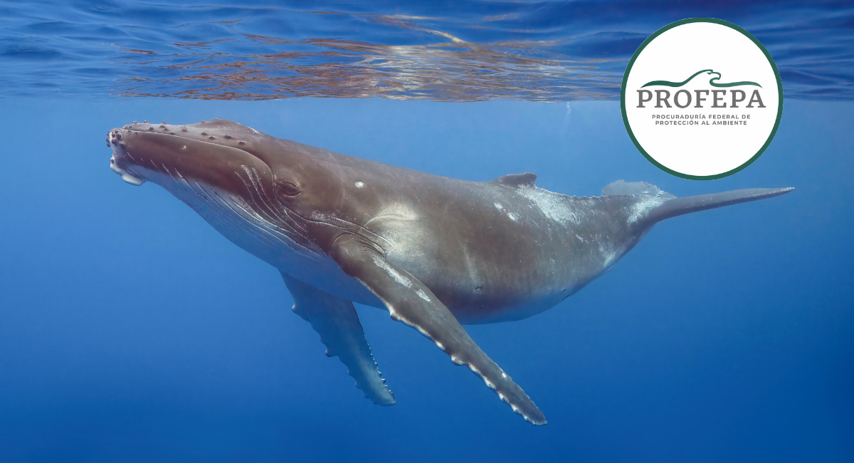 Profepa libera a ballena jorobada atrapada en red de nylon en Baja California Sur