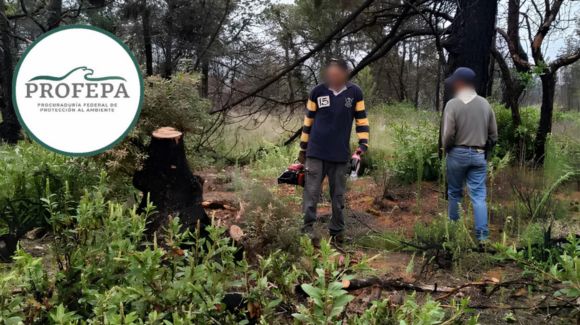 Profepa sorprende a hombre en tala ilegal de árbol de madroño en Querétaro; queda a disposición de la FGR