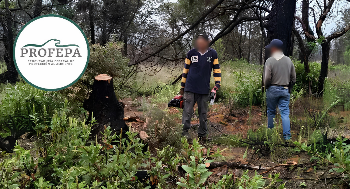 Profepa sorprende a hombre en tala ilegal de árbol de madroño en Querétaro; queda a disposición de la FGR