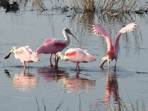 Protegen el estero El Ranchito, sitio de arribo de la garza rosa en Empalme