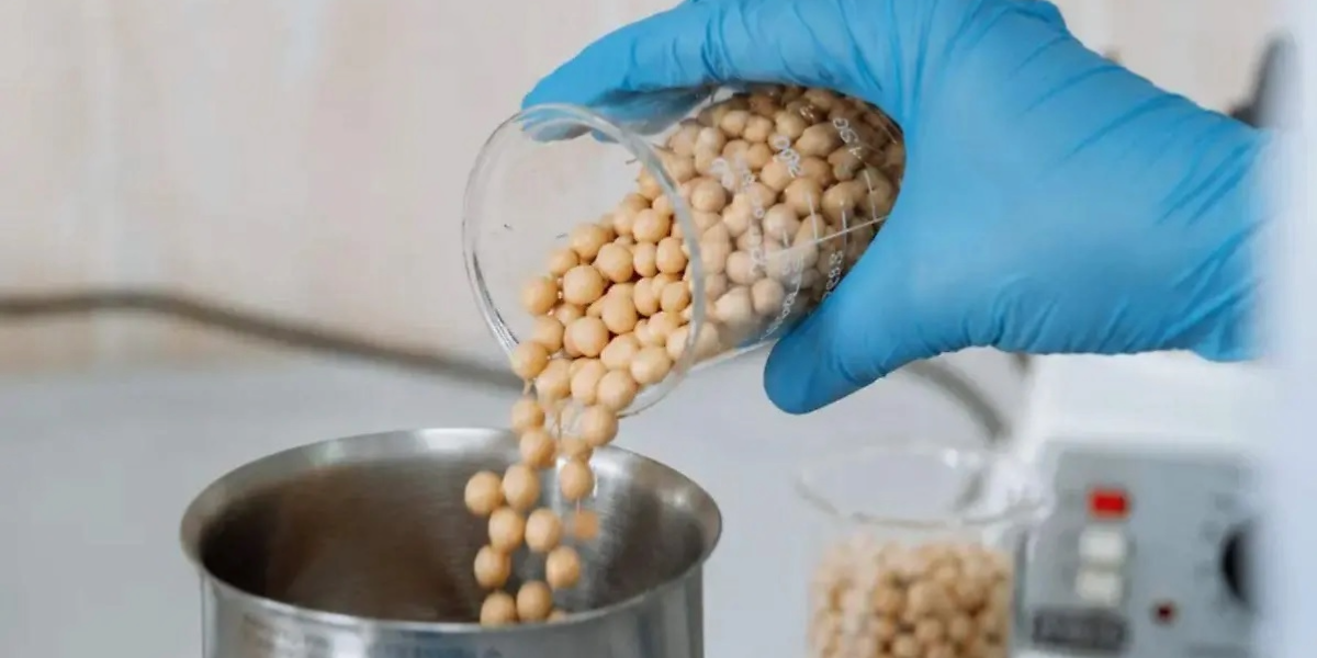 Proteína de garbanzo, una alternativa para controlar la hipertensión según la Unison campus Navojoa