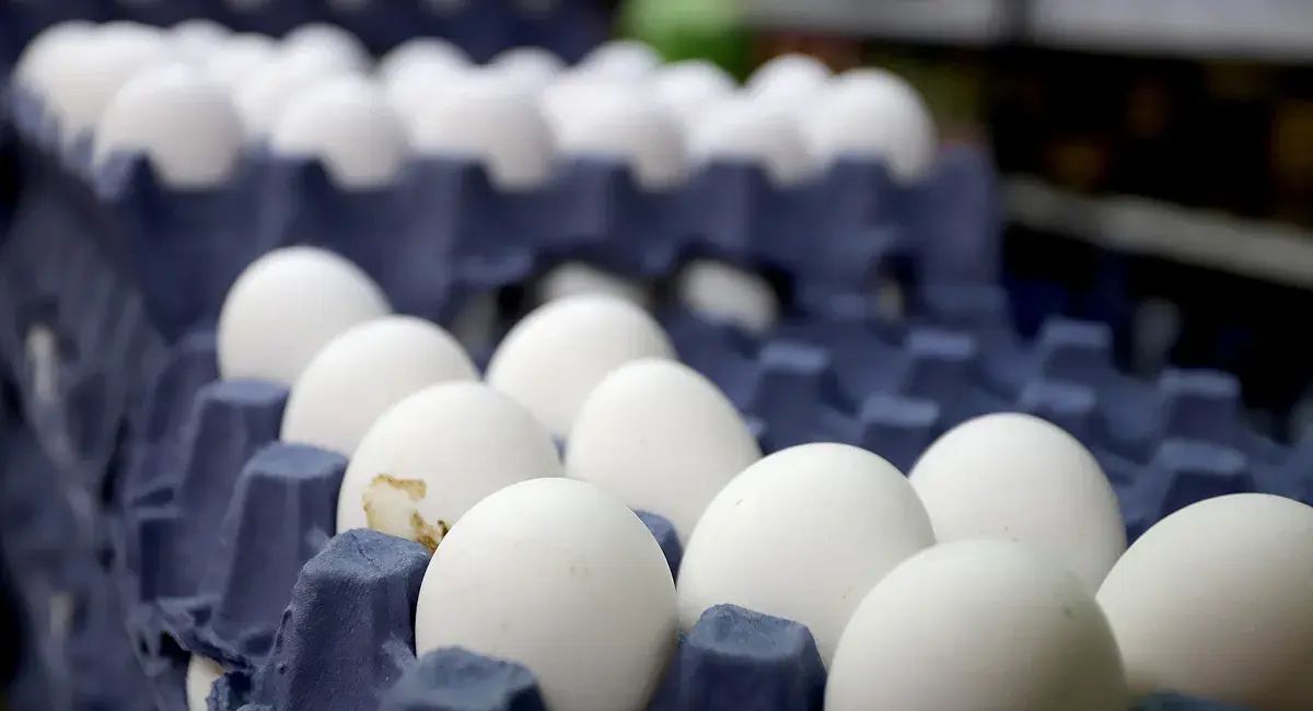 Retiran del mercado más de 19 millones de huevos por riesgo de salmonela en Estados Unidos