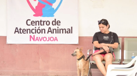 Dos mil 500 esterilizaciones al mes, el reto de Navojoa para frenar la sobrepoblación animal