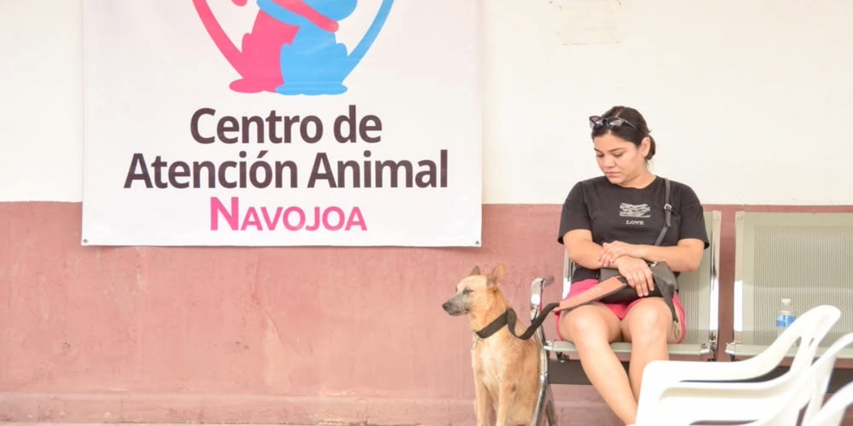 2,500 esterilizaciones al mes, es el reto de Navojoa para enfrentar la sobrepoblación animal