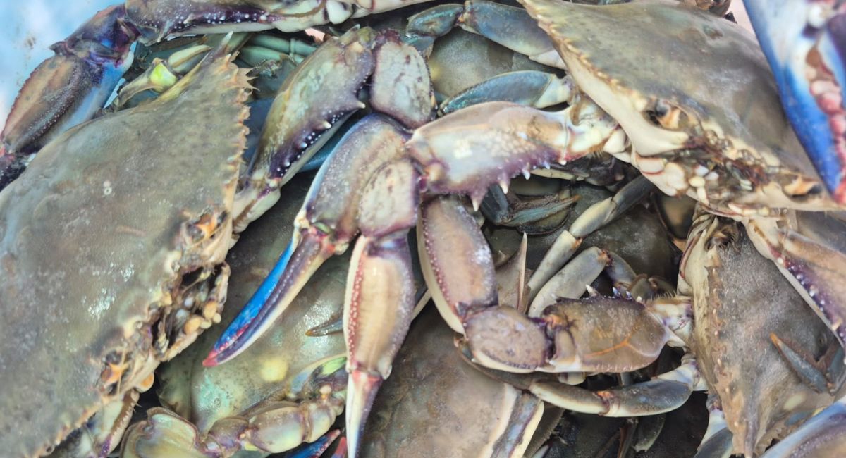 Sagarhpa: Arranca temporada de jaiba en Puerto Peñasco con cerca de 100 toneladas capturadas