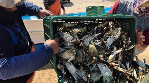 Sagarhpa: Arranca temporada de jaiba en Puerto Peñasco con cerca de 100 toneladas capturadas
