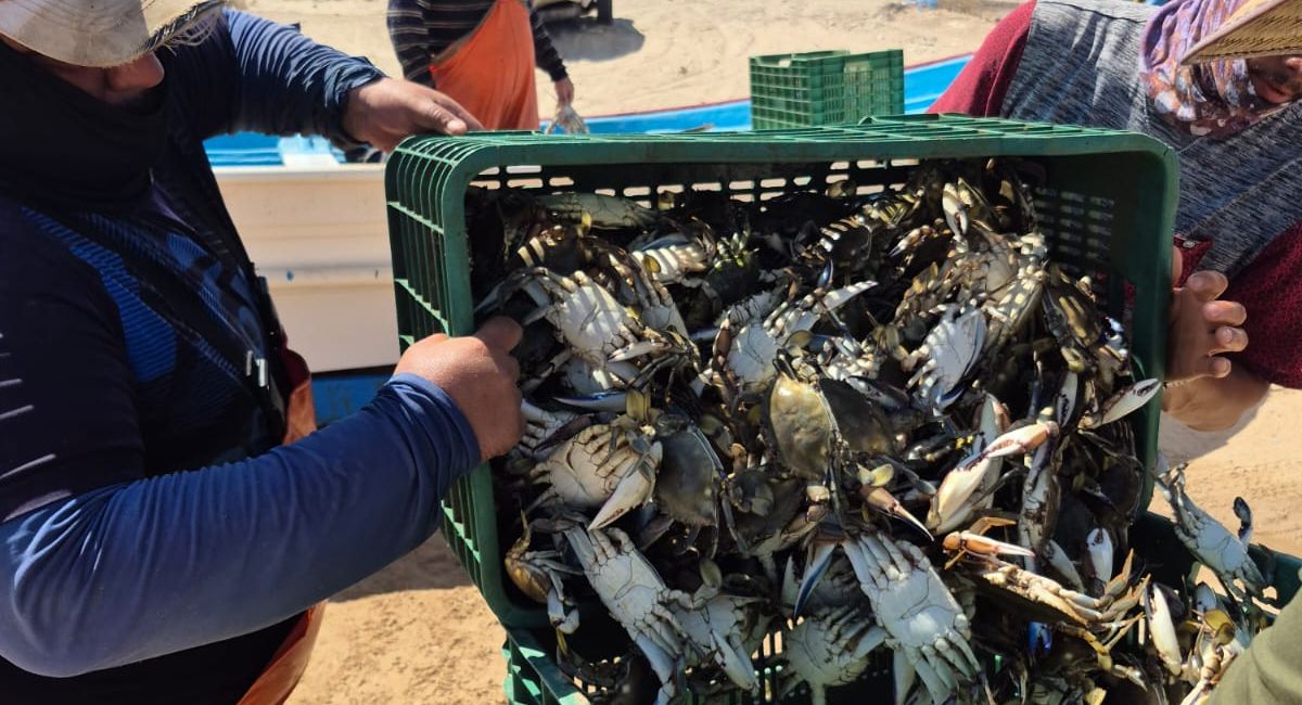 Sagarhpa: Arranca temporada de jaiba en Puerto Peñasco con cerca de 100 toneladas capturadas