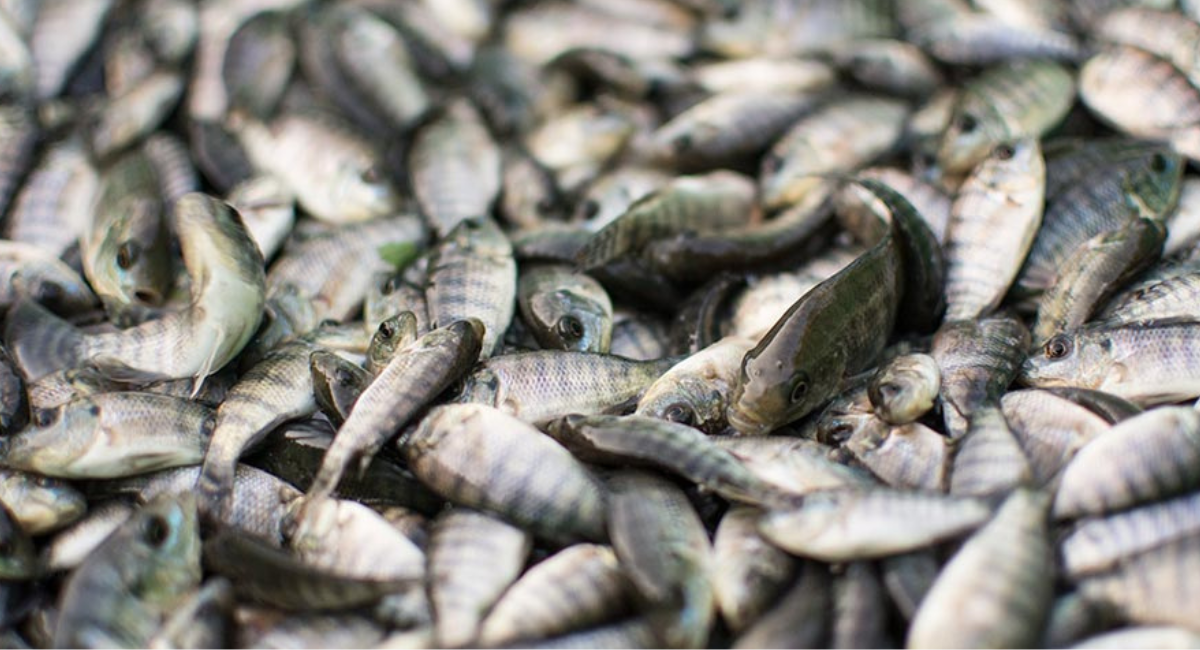 Sagarhpa impulsa repoblamiento de la presa El Oviáchic con 200 mil alevines de tilapia