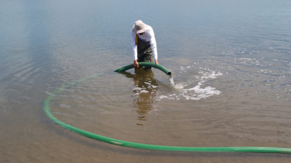 Sagarhpa impulsa repoblamiento de la presa El Oviáchic con 200 mil alevines de tilapia