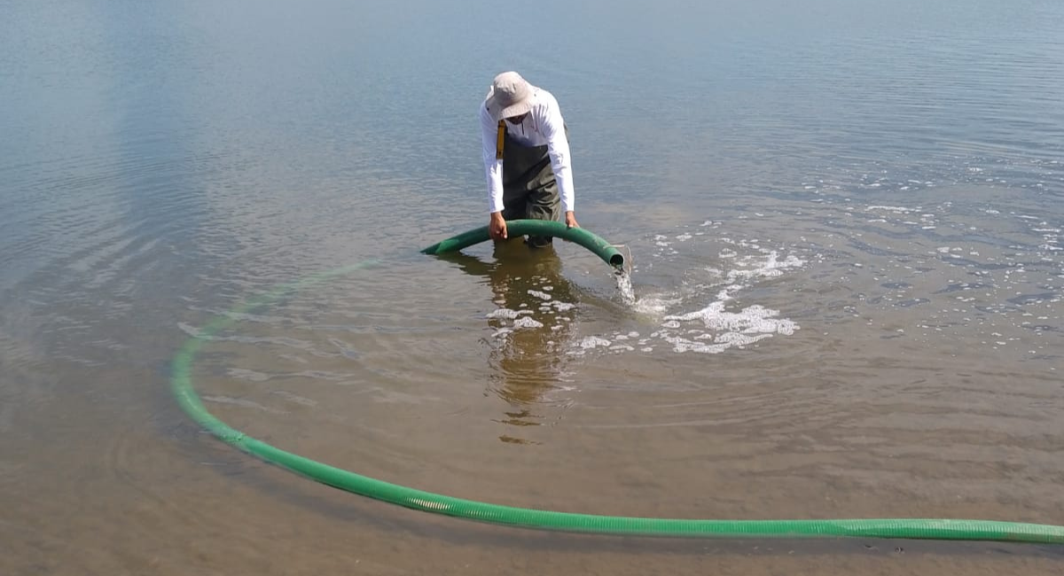 Sagarhpa impulsa repoblamiento de la presa El Oviáchic con 200 mil alevines de tilapia