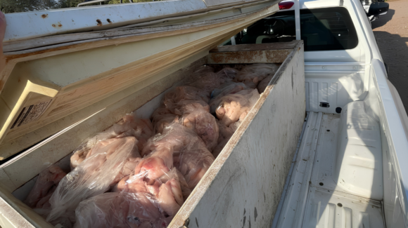 Sagarhpa y Conapesca decomisan 395 kilos de tilapia ilegal mediante operativo en El Oviáchic  