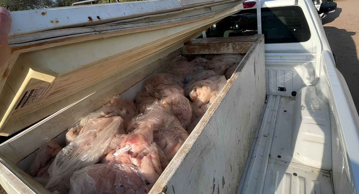 Sagarhpa y Conapesca decomisan 395 kilos de tilapia ilegal mediante operativo en El Oviáchic  