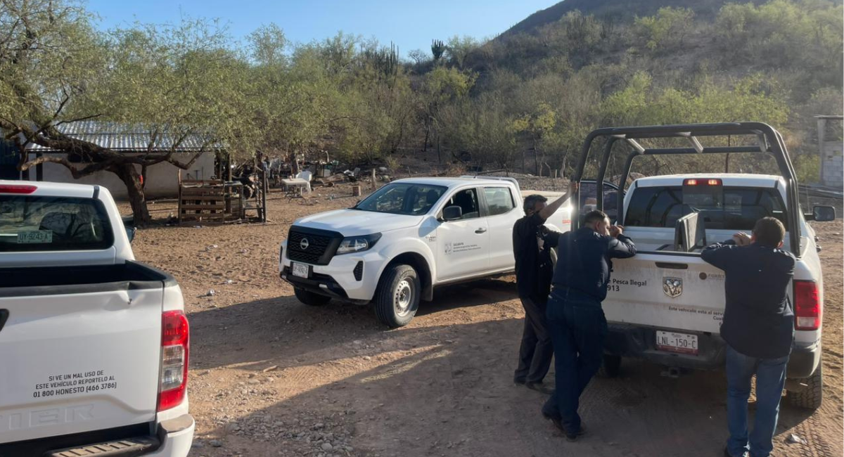 Sagarhpa y Conapesca decomisan 395 kilos de tilapia ilegal mediante operativo en El Oviáchic  