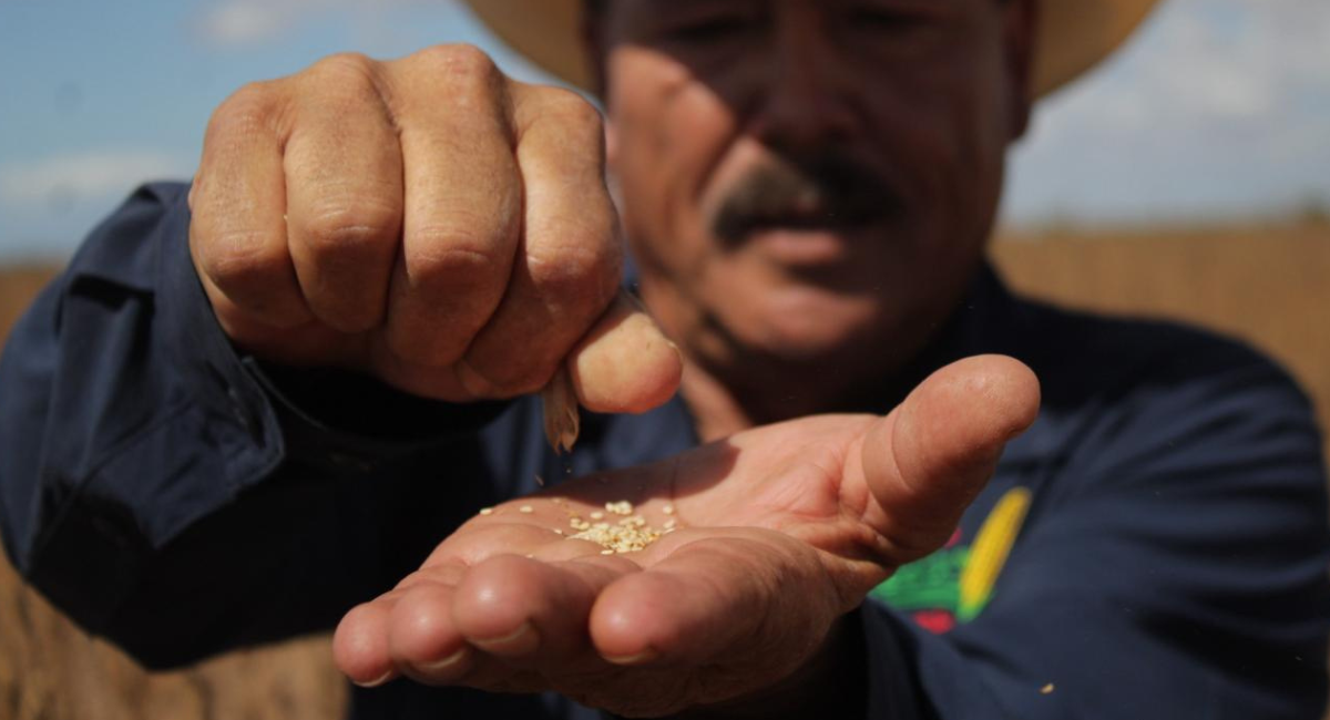 Sagarhpa y Sader impulsan siembra de ajonjolí con inversión millonaria para el sur de Sonora