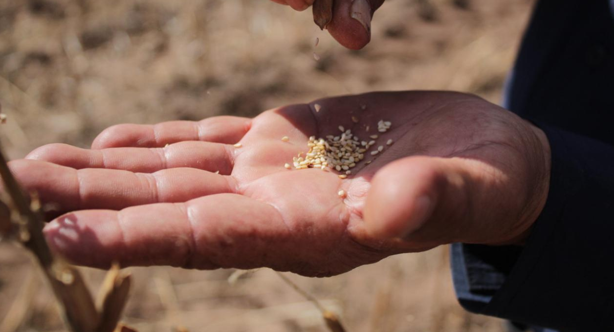 Sagarhpa y Sader impulsan siembra de ajonjolí con inversión millonaria para el sur de Sonora