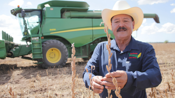 Sagarhpa y Sader impulsan siembra de ajonjolí con inversión millonaria para el sur de Sonora