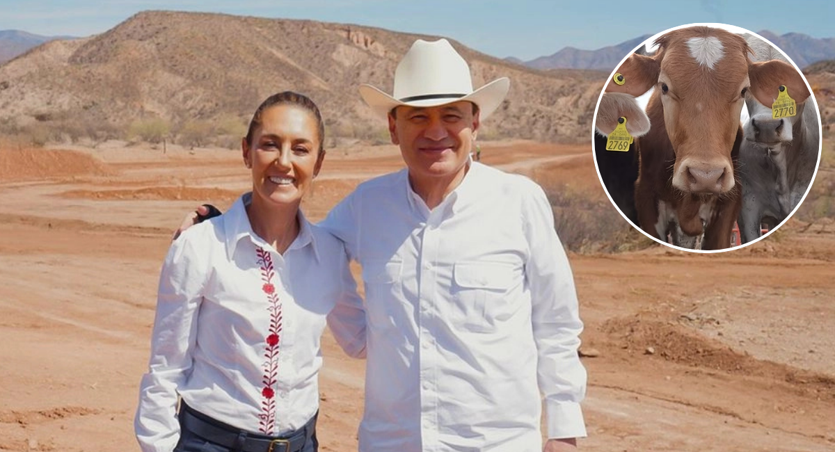 Sheinbaum y Durazo confirman reapertura de la frontera con EU para exportación ganadera