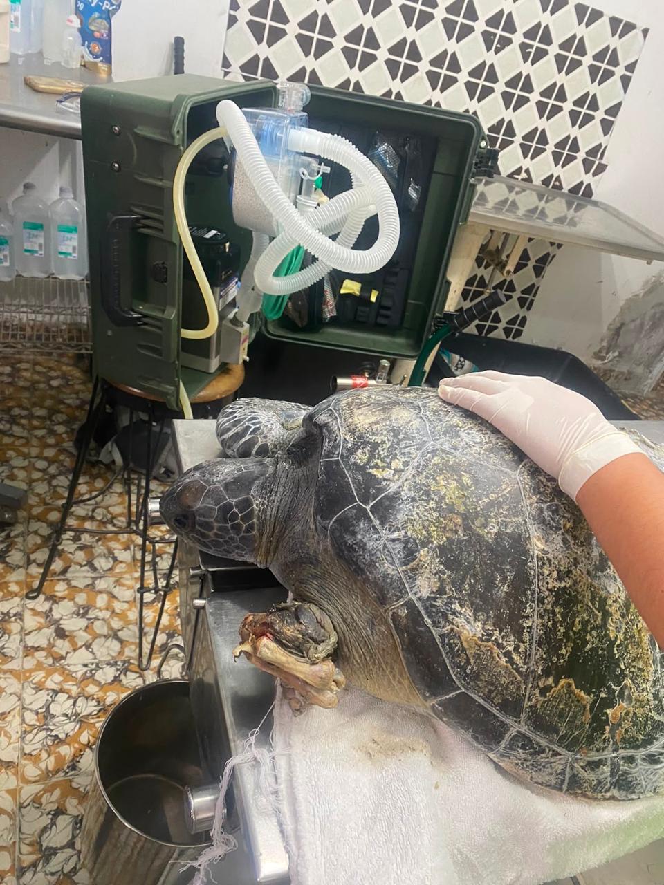 Veterinarios rescatan tortugas marinas lesionadas en el Golfo de California