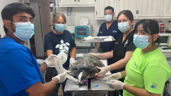 Veterinarios rescatan tortugas marinas lesionadas en el Golfo de California