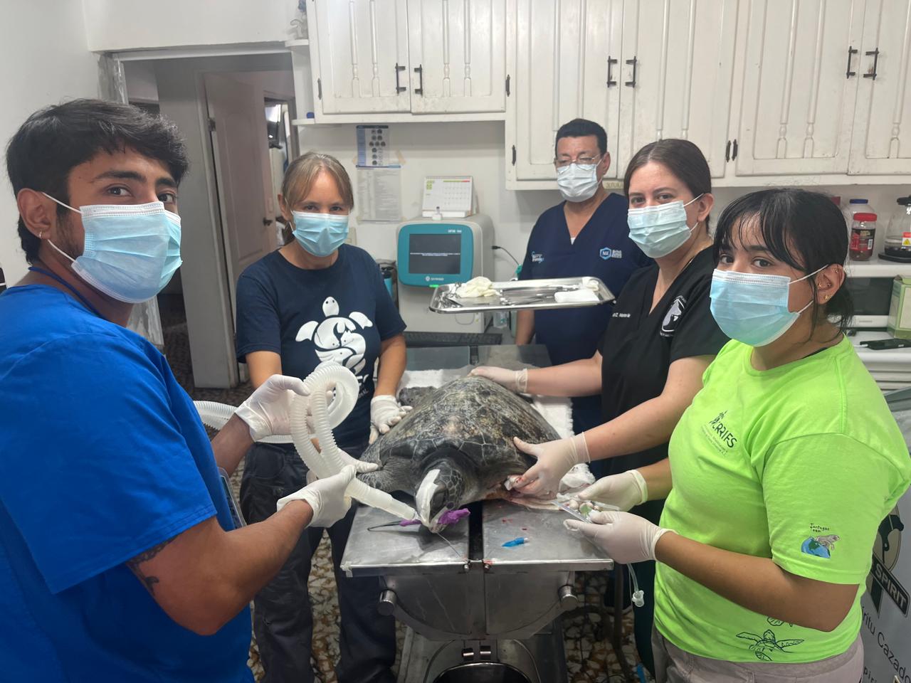 Veterinarios rescatan tortugas marinas lesionadas en el Golfo de California