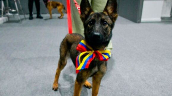 Venezuela reconoce ayuda de México y entrega tres cachorros especializados en rescate: Laika, Sol y Sara