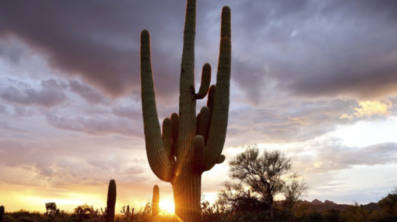 CALOR intenso en Hermosillo este miércoles 29 de julio; consulta el pronóstico del CLIMA de HOY