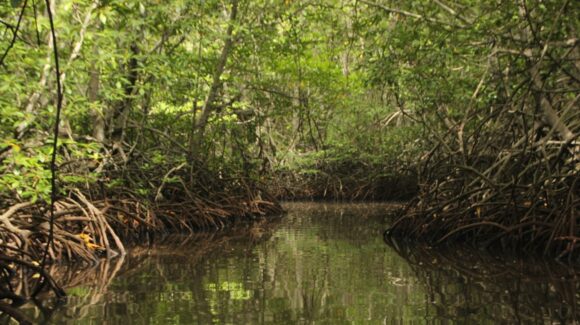 Día Internacional de Conservación del Ecosistema de Manglares: ¿Por qué se celebra el 26 de julio?