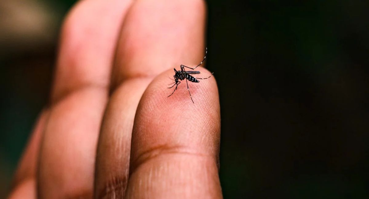 Realizan acciones de control del mosquito transmisor del dengue en Nogales 