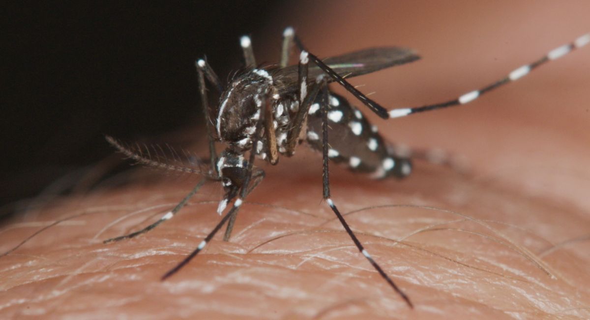 Implementan operativo de prevención contra el dengue en Nogales