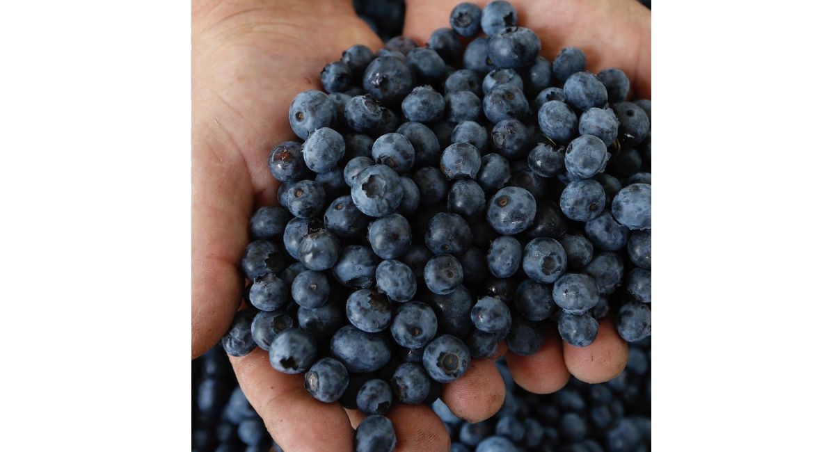 ¡Alerta de la FDA! Emiten aviso urgente por brote de E. coli vinculado a arándanos contaminados