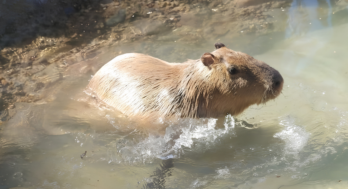 ¡Capirotada ya tiene pareja! Llega una nueva capibara al Centro Ecológico de Sonora