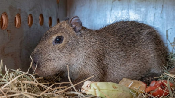 ¡Capirotada ya tiene pareja! Llega una nueva capibara al Centro Ecológico de Sonora