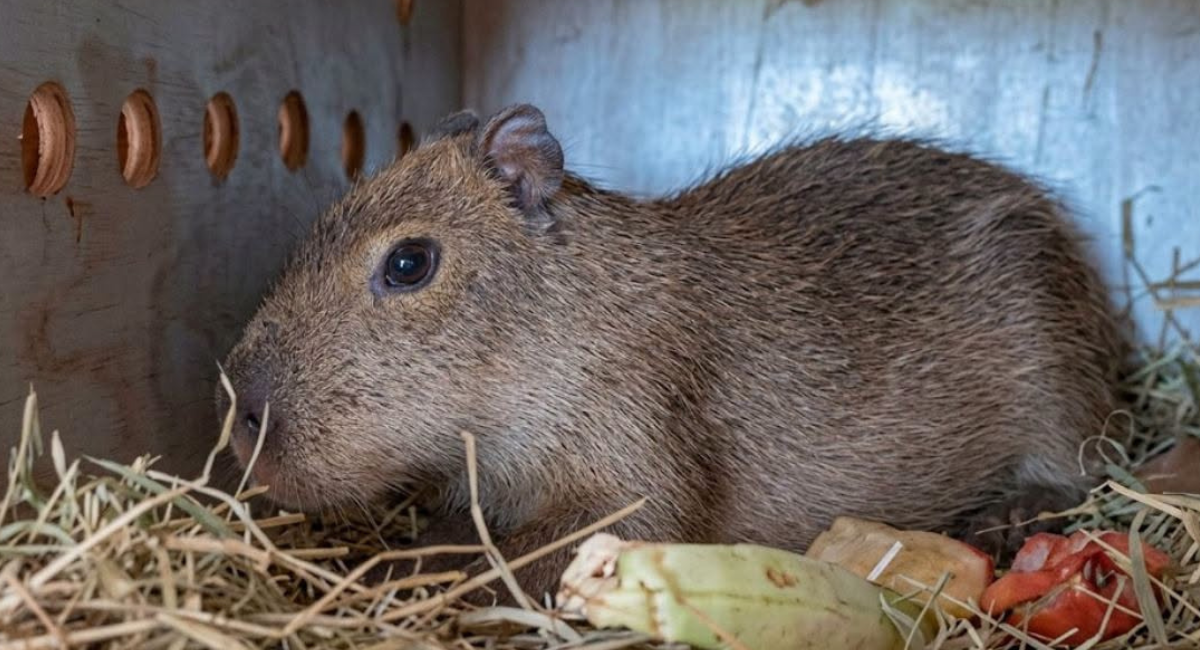 ¡Capirotada ya tiene pareja! Llega una nueva capibara al Centro Ecológico de Sonora