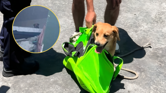 ¡Final feliz! Rescatan con vida a Kiara, perrita atrapada en un quinto piso tras el sismo en Colombia