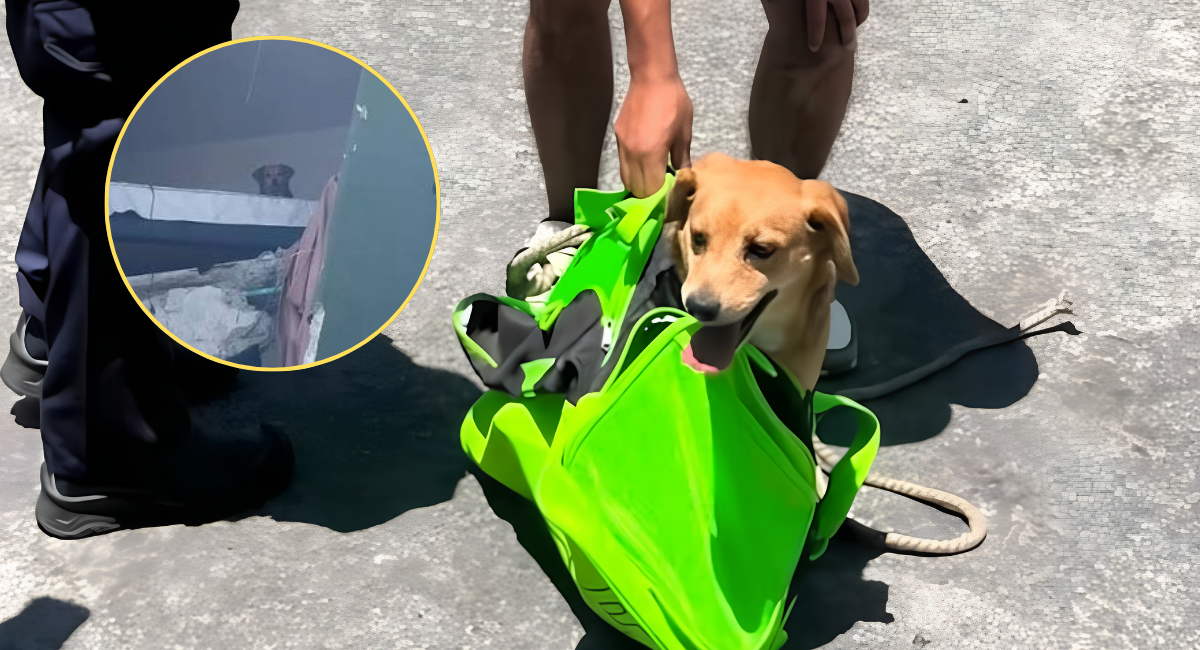 ¡Final feliz! Rescatan con vida a Kiara, perrita atrapada en un quinto piso tras el sismo en Colombia