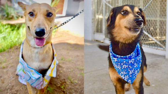 ¿Buscas un mejor amigo? Gobierno de Hermosillo organiza Feria de Adopciones de animales de compañía