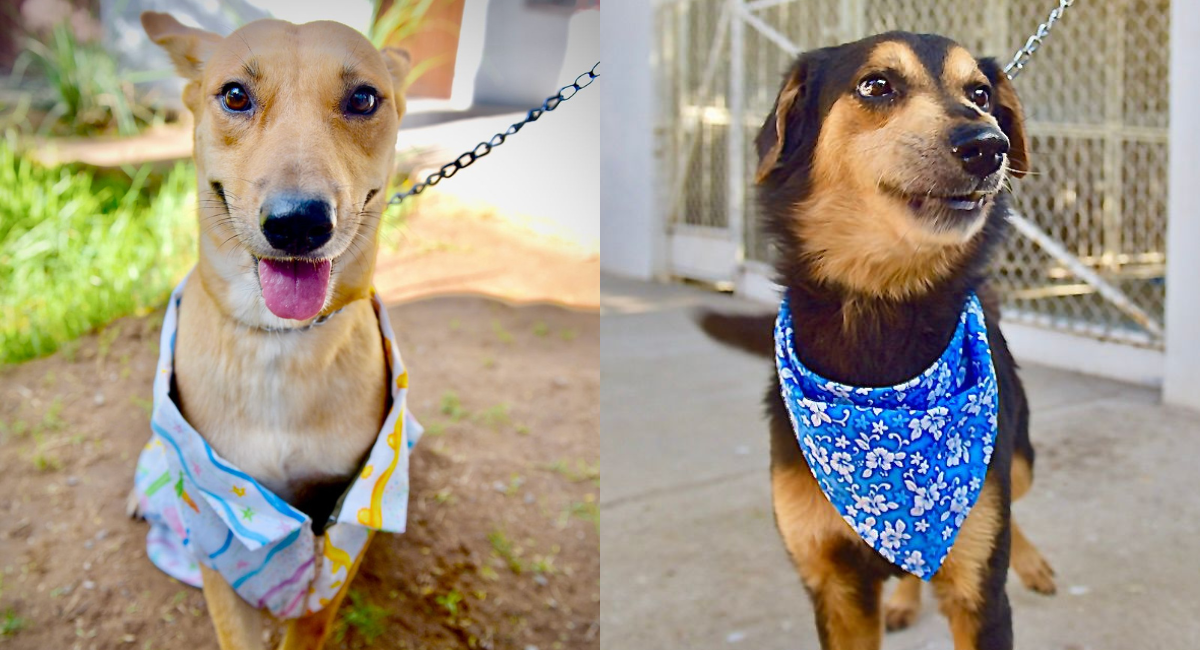 ¿Buscas un mejor amigo? Gobierno de Hermosillo organiza Feria de Adopciones de animales de compañía