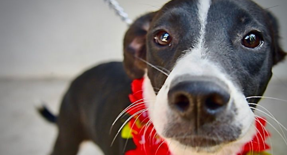 ¿Buscas un mejor amigo? Gobierno de Hermosillo organiza Feria de Adopciones de animales de compañía