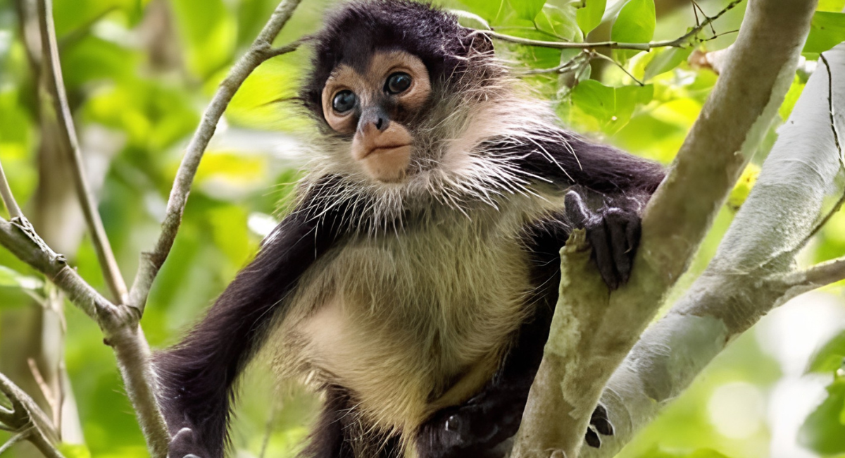 ‘Los monos no son mascotas’: Profepa lanza campaña contra tráfico ilegal de primates