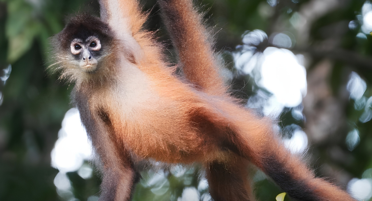 ‘Los monos no son mascotas’: Profepa lanza campaña contra tráfico ilegal de primates