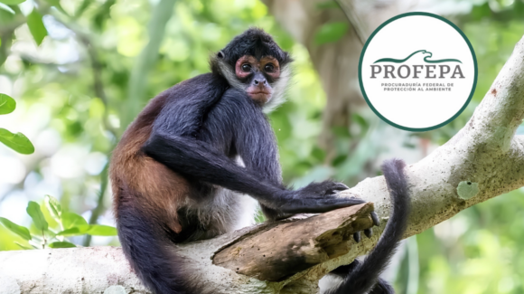 ‘Los monos no son mascotas’: Profepa lanza campaña contra tráfico ilegal de primates