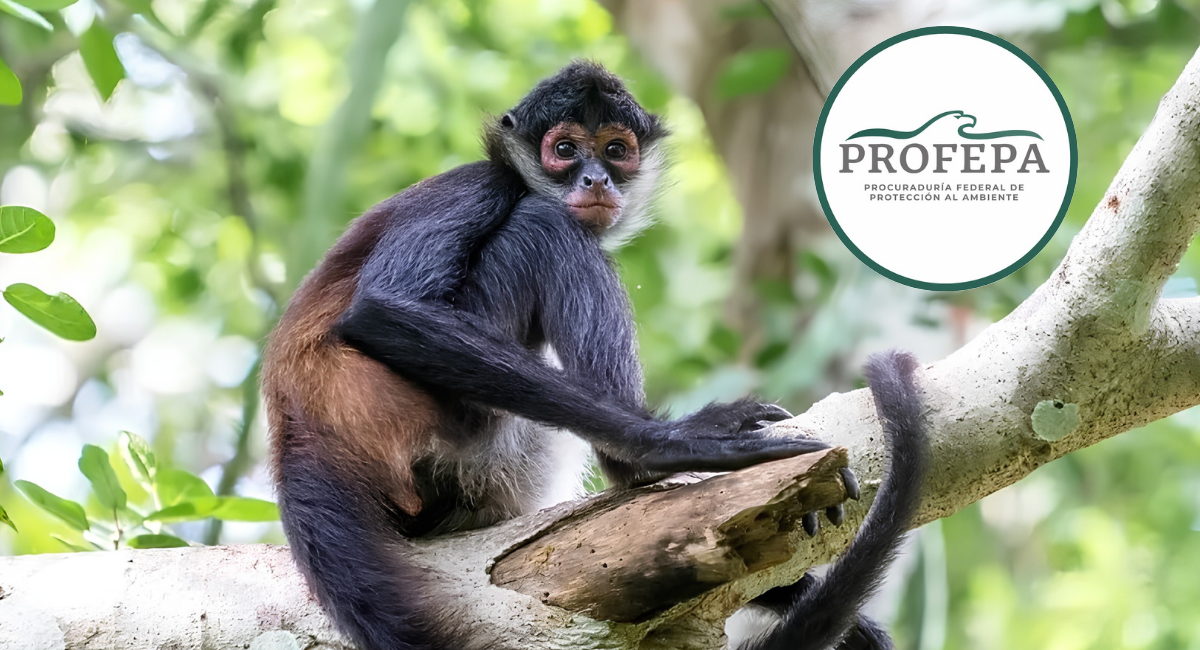 ‘Los monos no son mascotas’: Profepa lanza campaña contra tráfico ilegal de primates