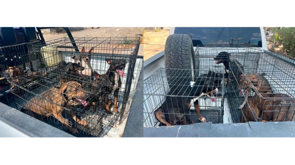 AMIC, Ejército y policías rescatan a 18 perros en operativo contra el maltrato animal en Sonoyta