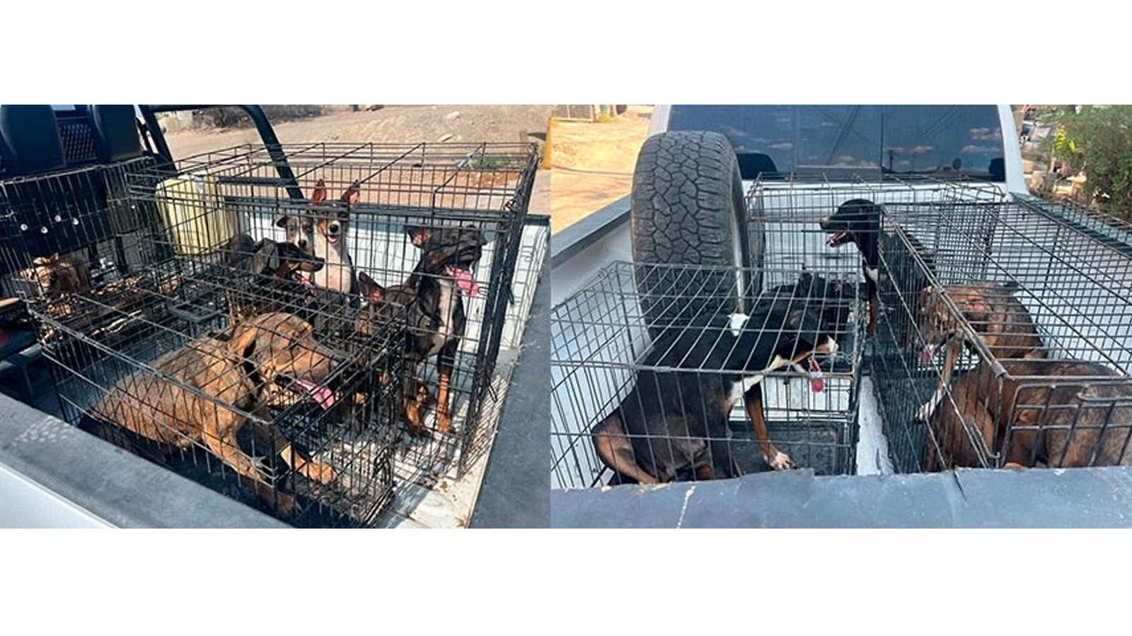 AMIC, Ejército y policías rescatan a 18 perros en operativo contra el maltrato animal en Sonoyta